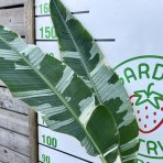 Banánovník (Musa) ´FLORIDA VARIEGATA´ - výška 200-220 cm, kont. C10L